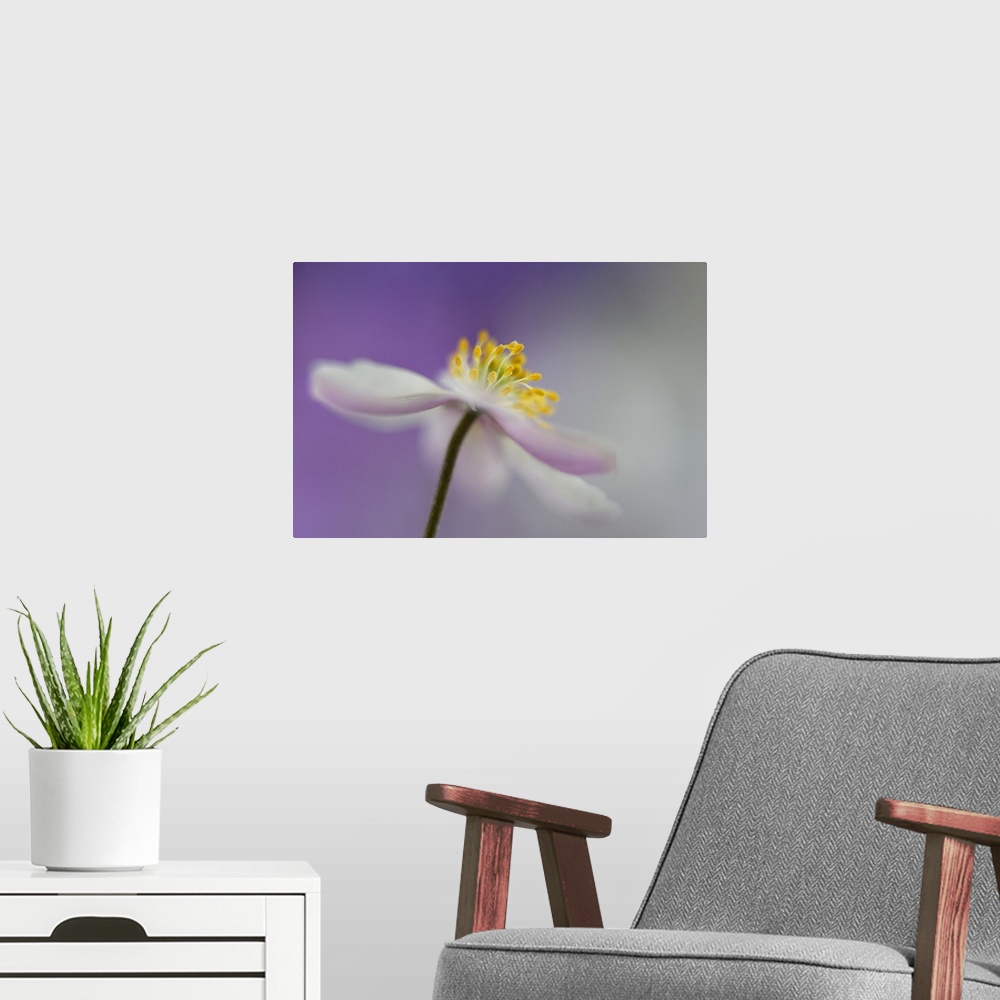 A modern room featuring Macro photograph of the yellow center of an anemone nemorosa flower with a purple and gray backgr...