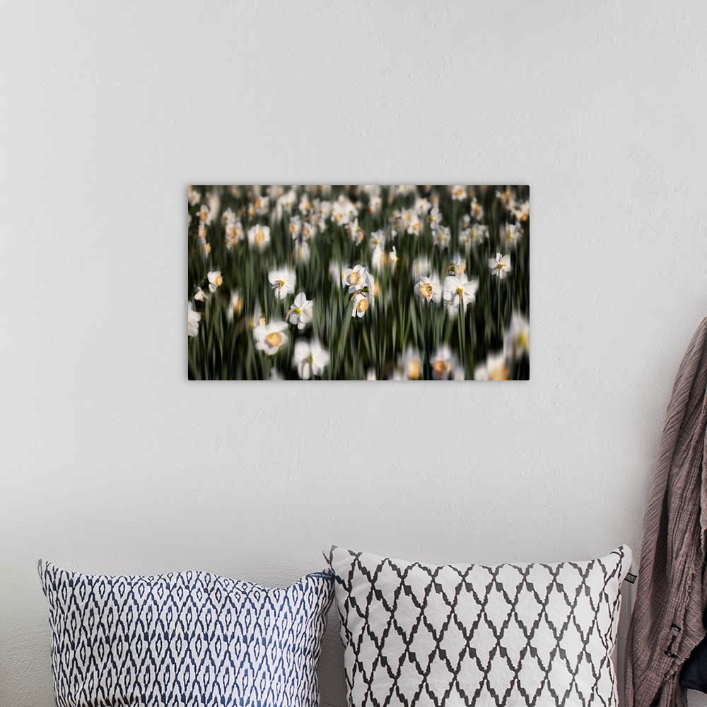 A bohemian room featuring Close Up View of a Daffodil Field with selective Blur