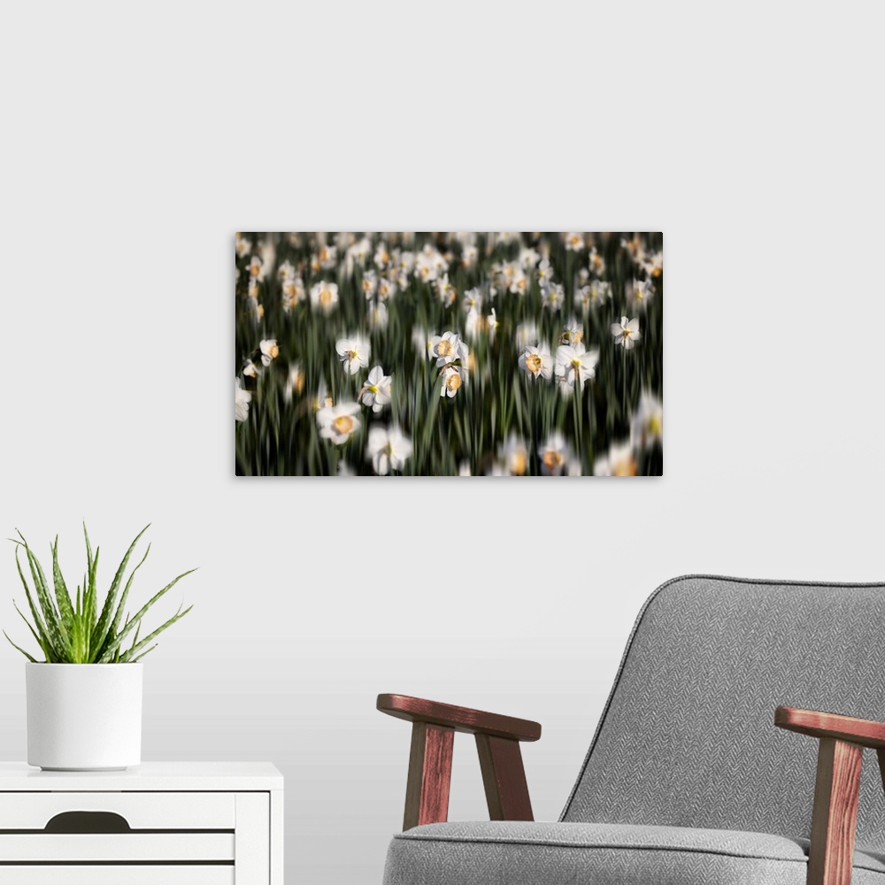 A modern room featuring Close Up View of a Daffodil Field with selective Blur
