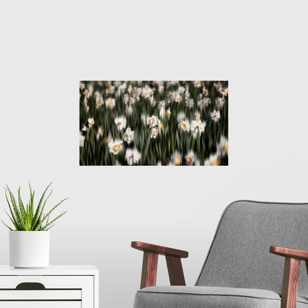 A modern room featuring Close Up View of a Daffodil Field with selective Blur