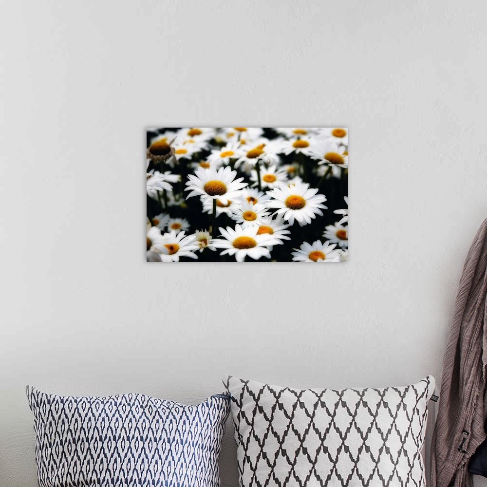 A bohemian room featuring Large photograph shows an abundance of daisy flowers sitting in a field.  For this particular typ...