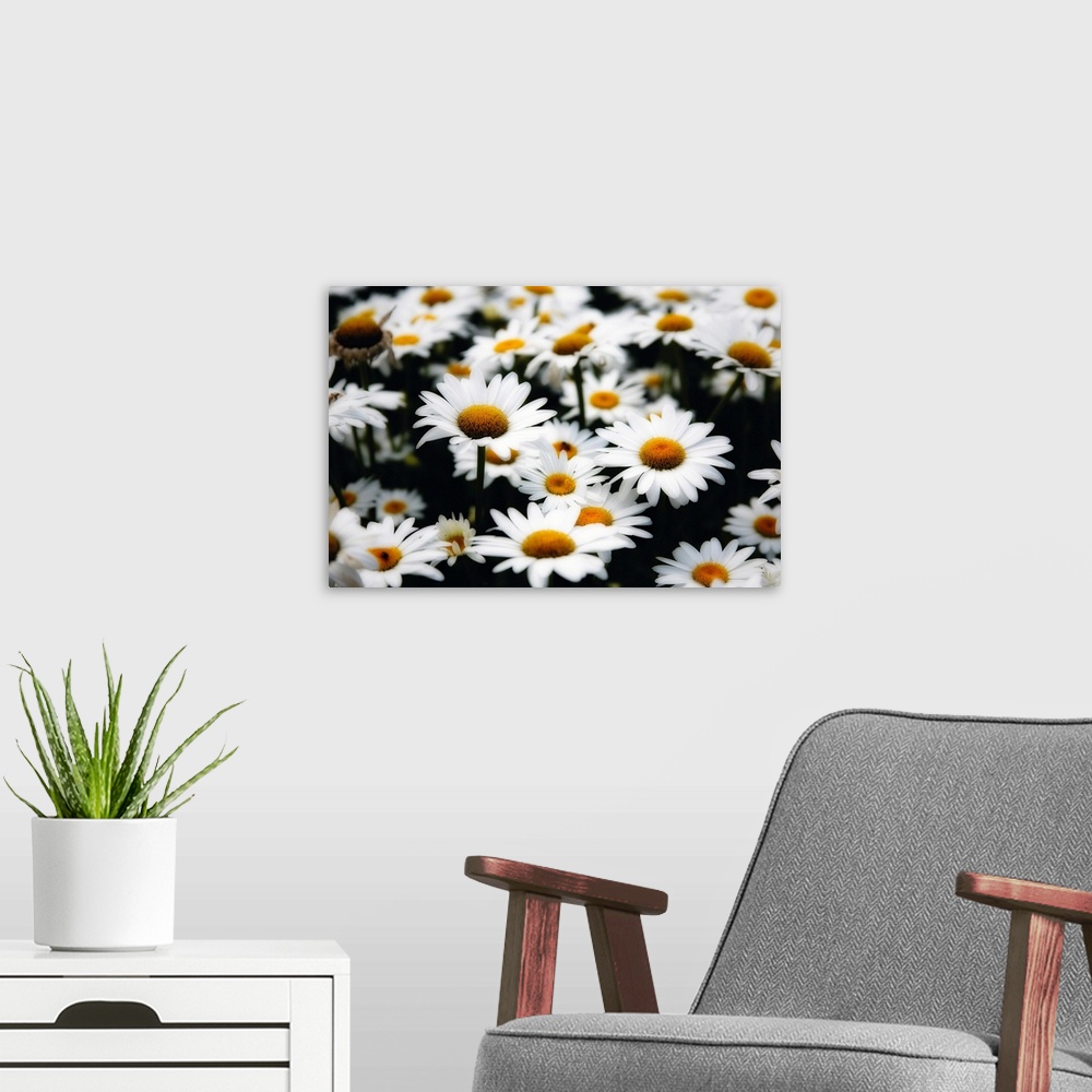A modern room featuring Large photograph shows an abundance of daisy flowers sitting in a field.  For this particular typ...