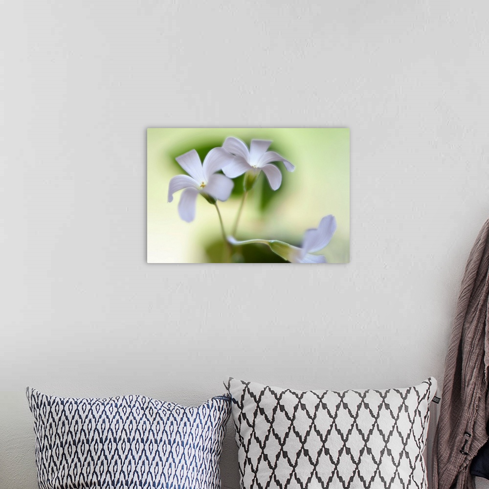 A bohemian room featuring Close-up photograph of three white flowers with a shallow depth of field.