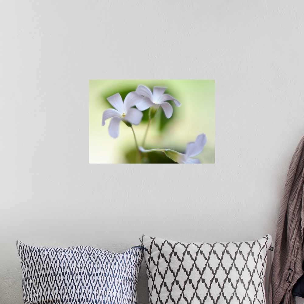 A bohemian room featuring Close-up photograph of three white flowers with a shallow depth of field.