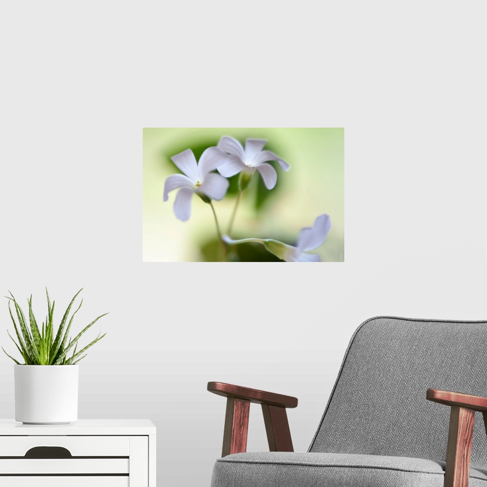 A modern room featuring Close-up photograph of three white flowers with a shallow depth of field.