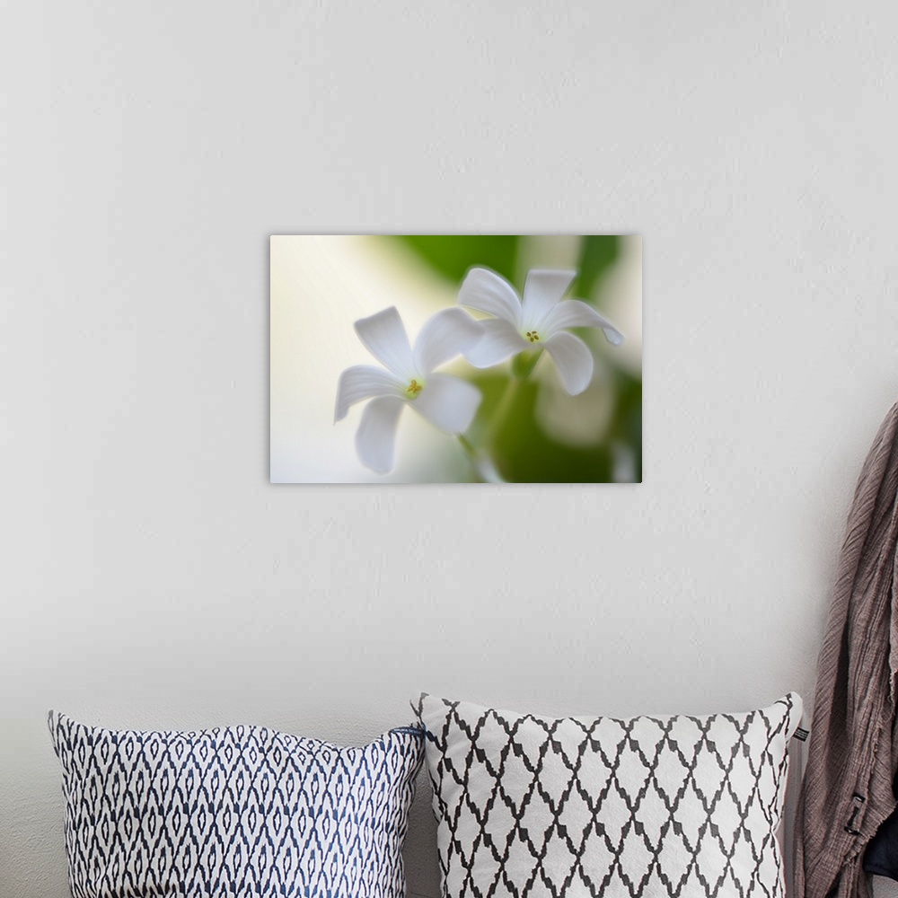 A bohemian room featuring Close-up photograph of two white flowers with a shallow depth of field.