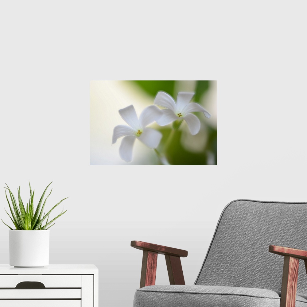 A modern room featuring Close-up photograph of two white flowers with a shallow depth of field.
