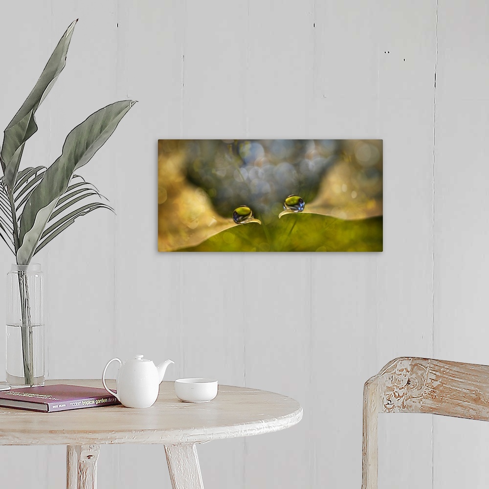 A farmhouse room featuring Two water droplets on the edges of leaves with bokeh lights.