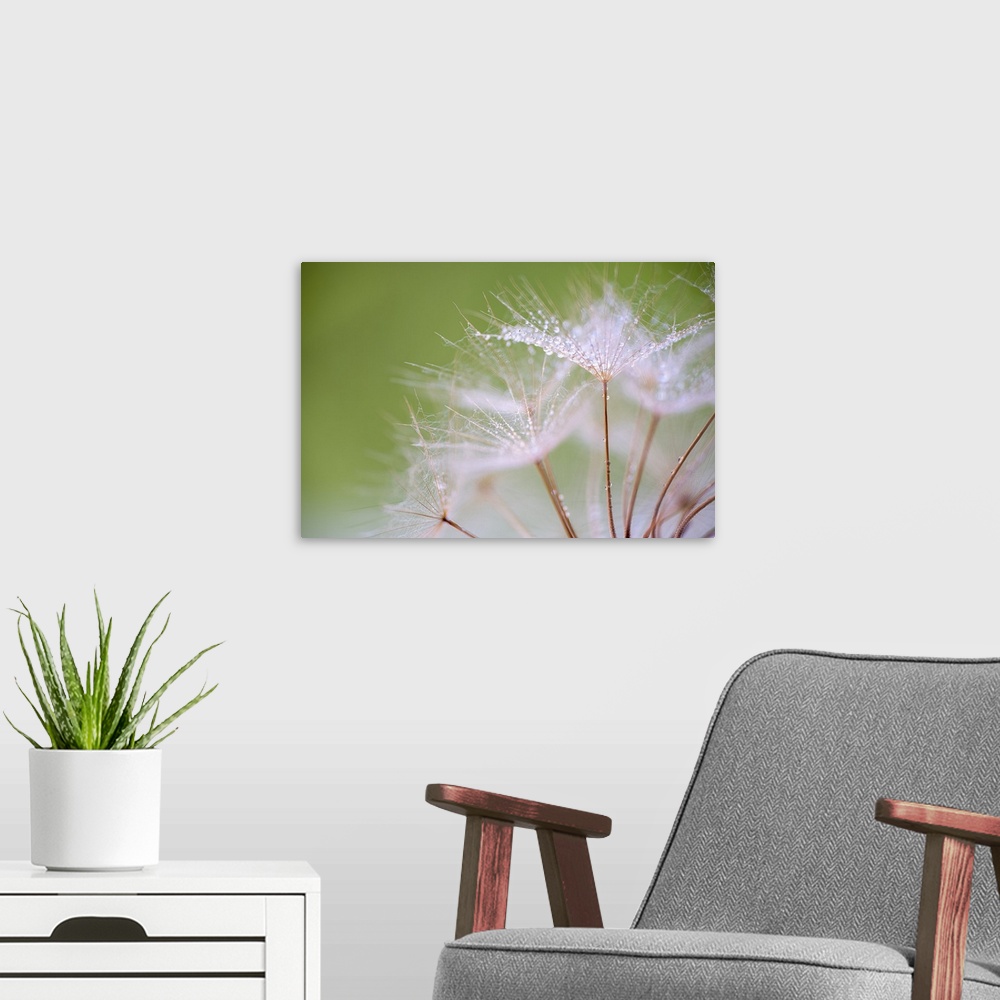 A modern room featuring An image of a dandelion taken in the studio with water droplets.
