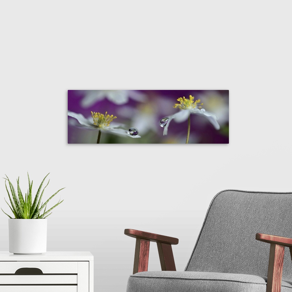A modern room featuring A large droplets of water balancing on the edges of white daisy petals.