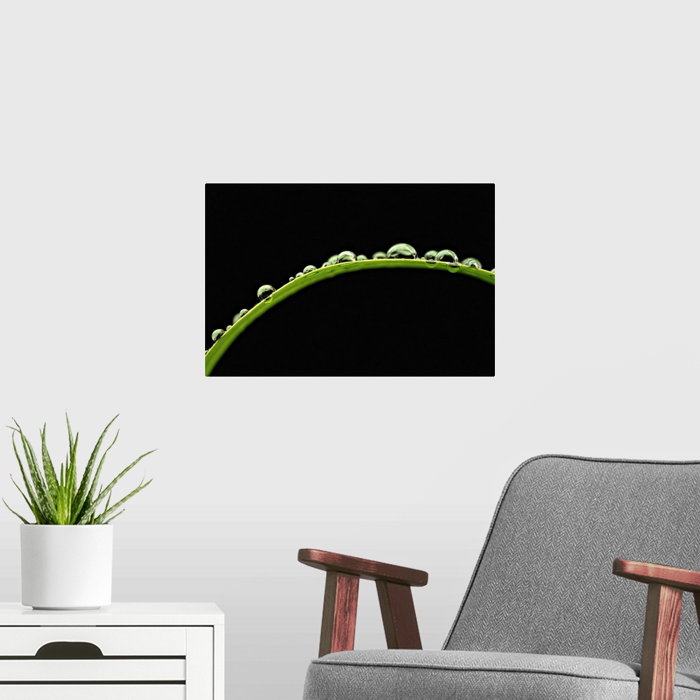A modern room featuring Up-close photograph of water droplets on a blade of grass.