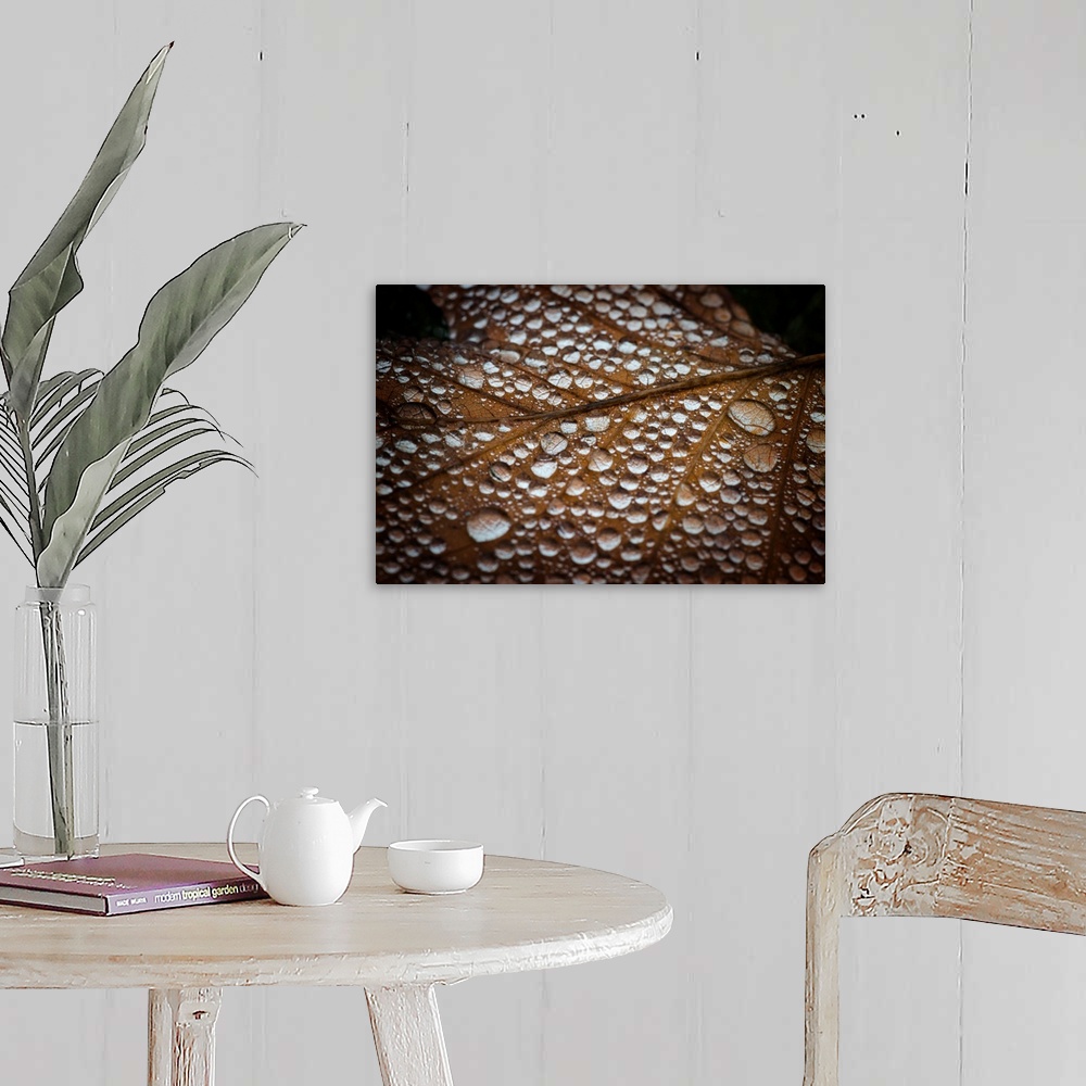 A farmhouse room featuring A macro photograph of a leaf covered in water droplets.