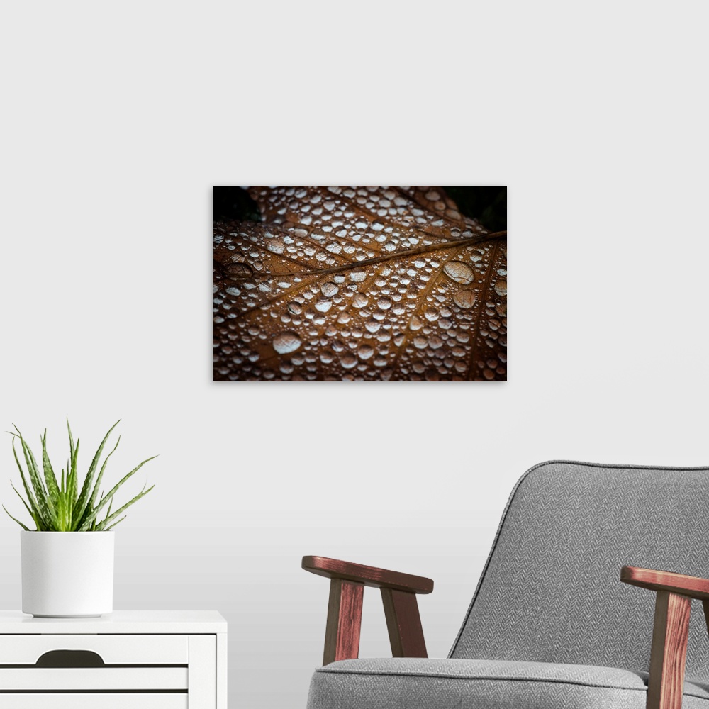 A modern room featuring A macro photograph of a leaf covered in water droplets.