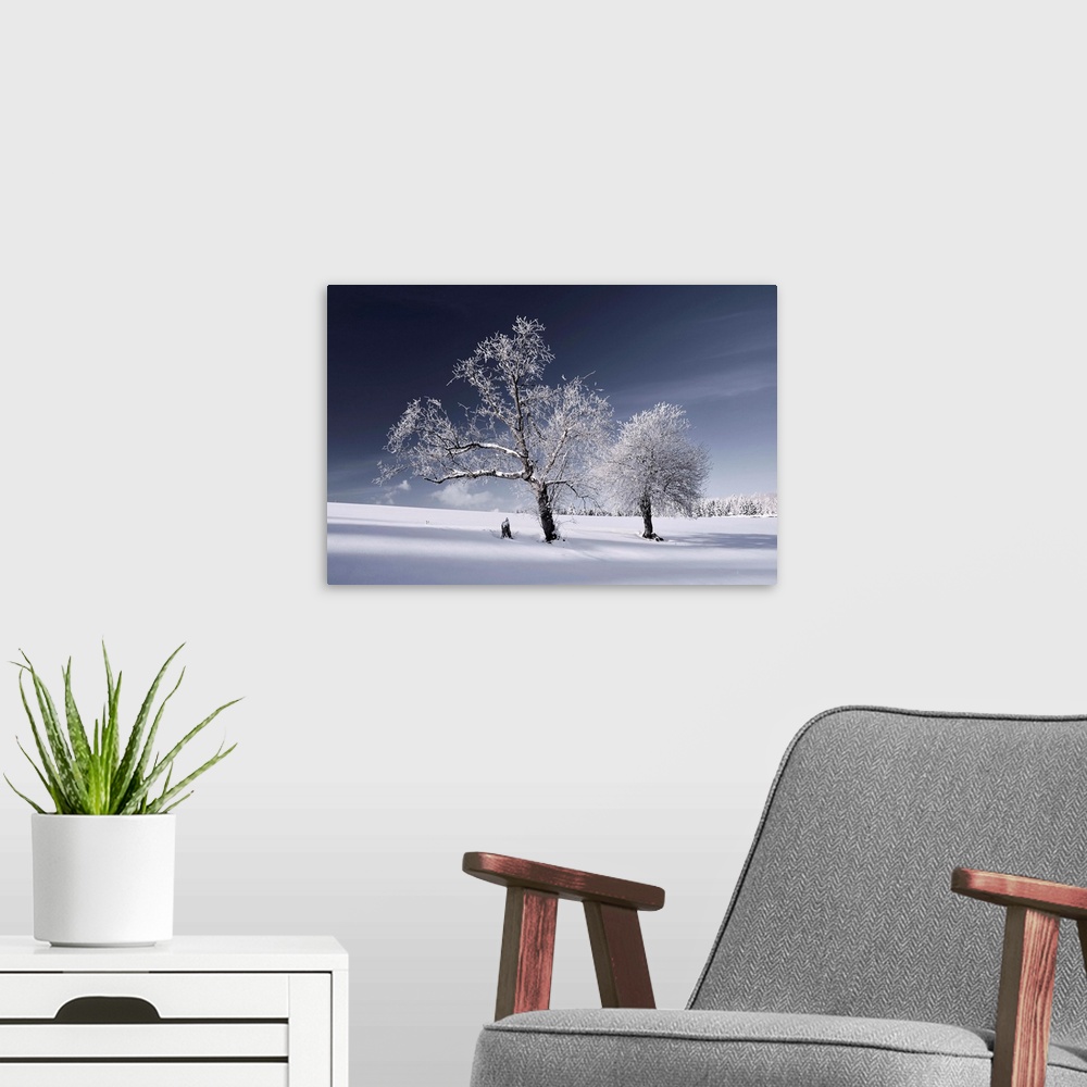 A modern room featuring Trees covered in snow in a white landscape