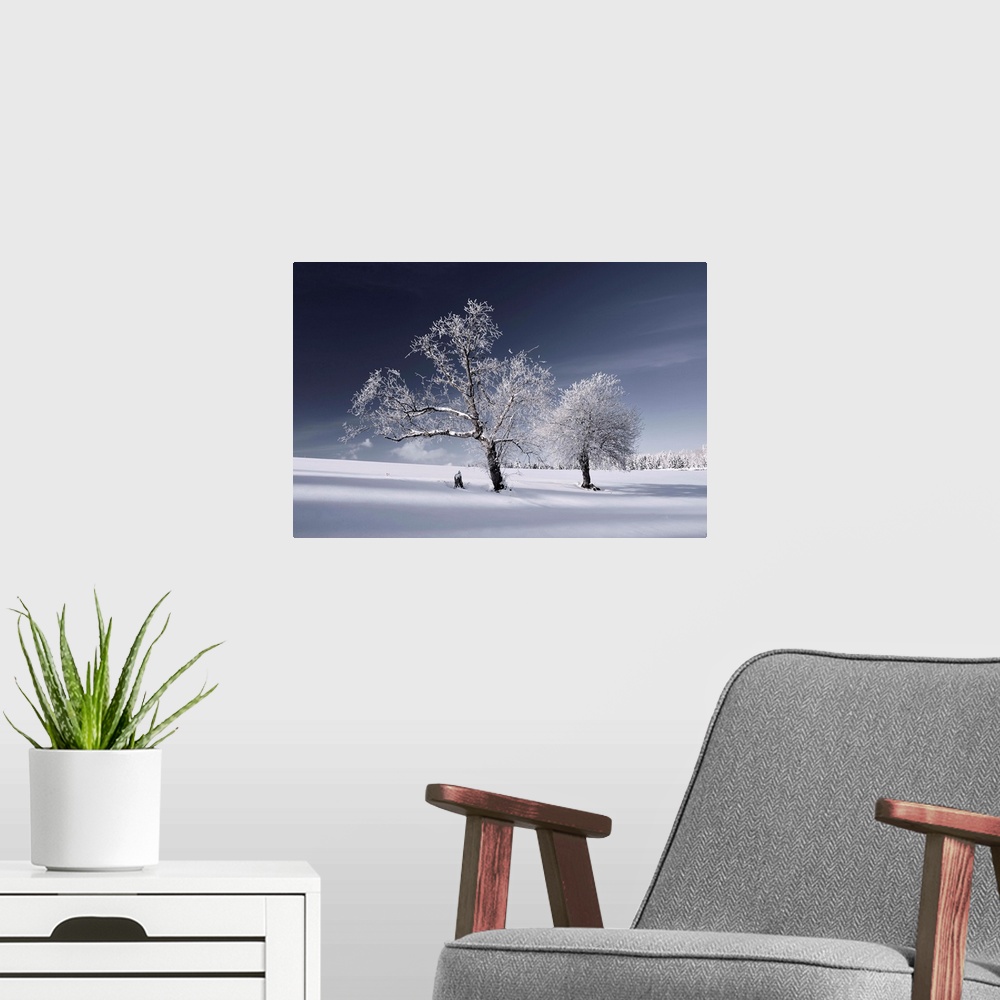 A modern room featuring Large photograph of a snow covered landscape, two trees in the foreground, am open field behind t...