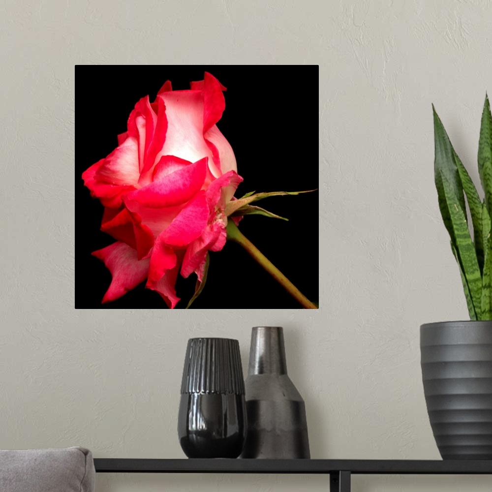 A modern room featuring Duotone pink rose.