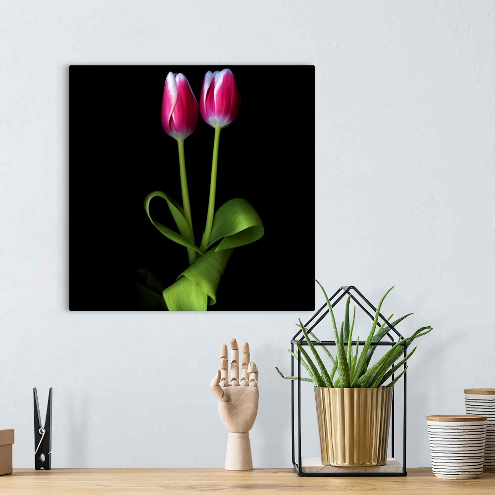 A bohemian room featuring Two pink and white duotone tulips together.