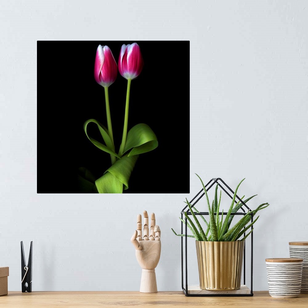 A bohemian room featuring Two pink and white duotone tulips together.