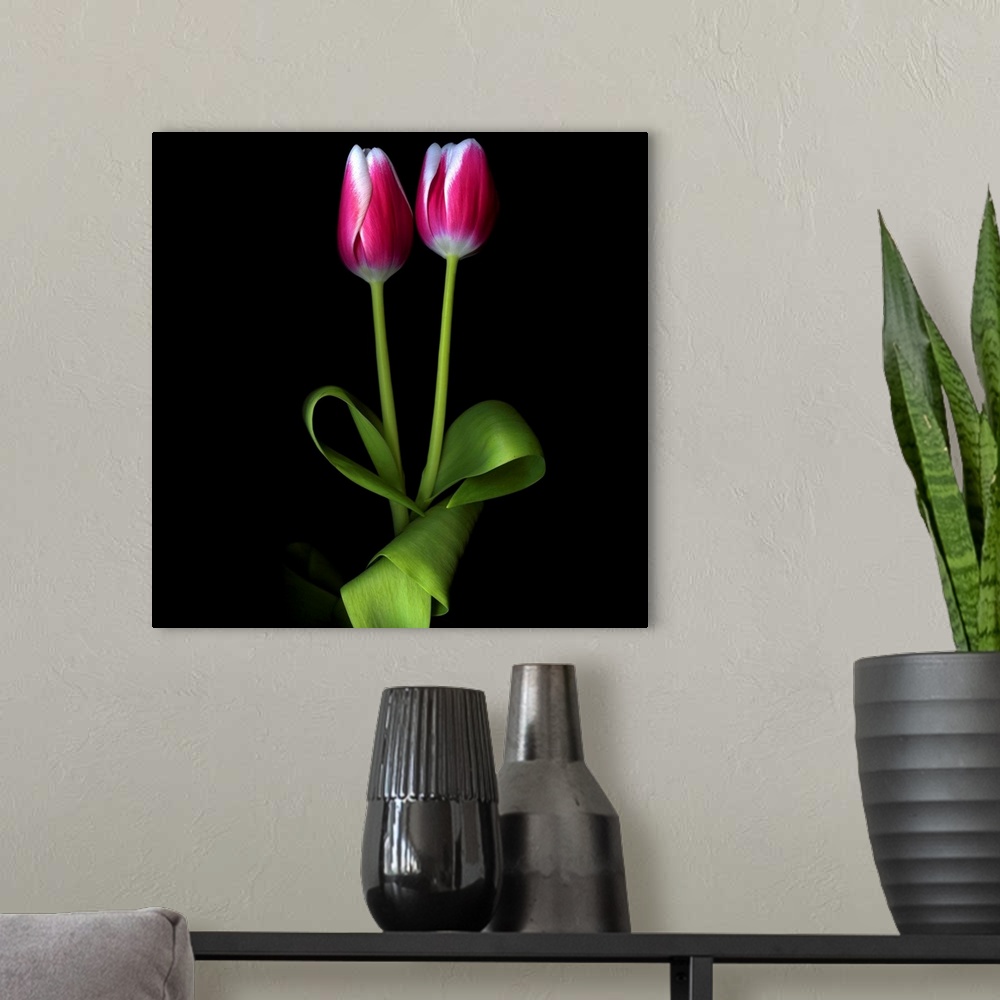 A modern room featuring Two pink and white duotone tulips together.