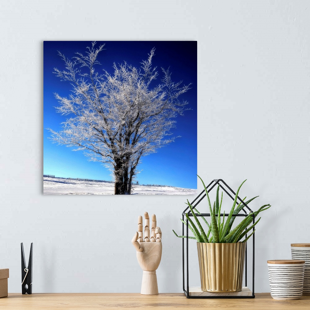 A bohemian room featuring A frozen tree in winter in front of a blue sky