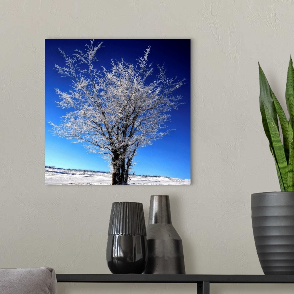 A modern room featuring A frozen tree in winter in front of a blue sky