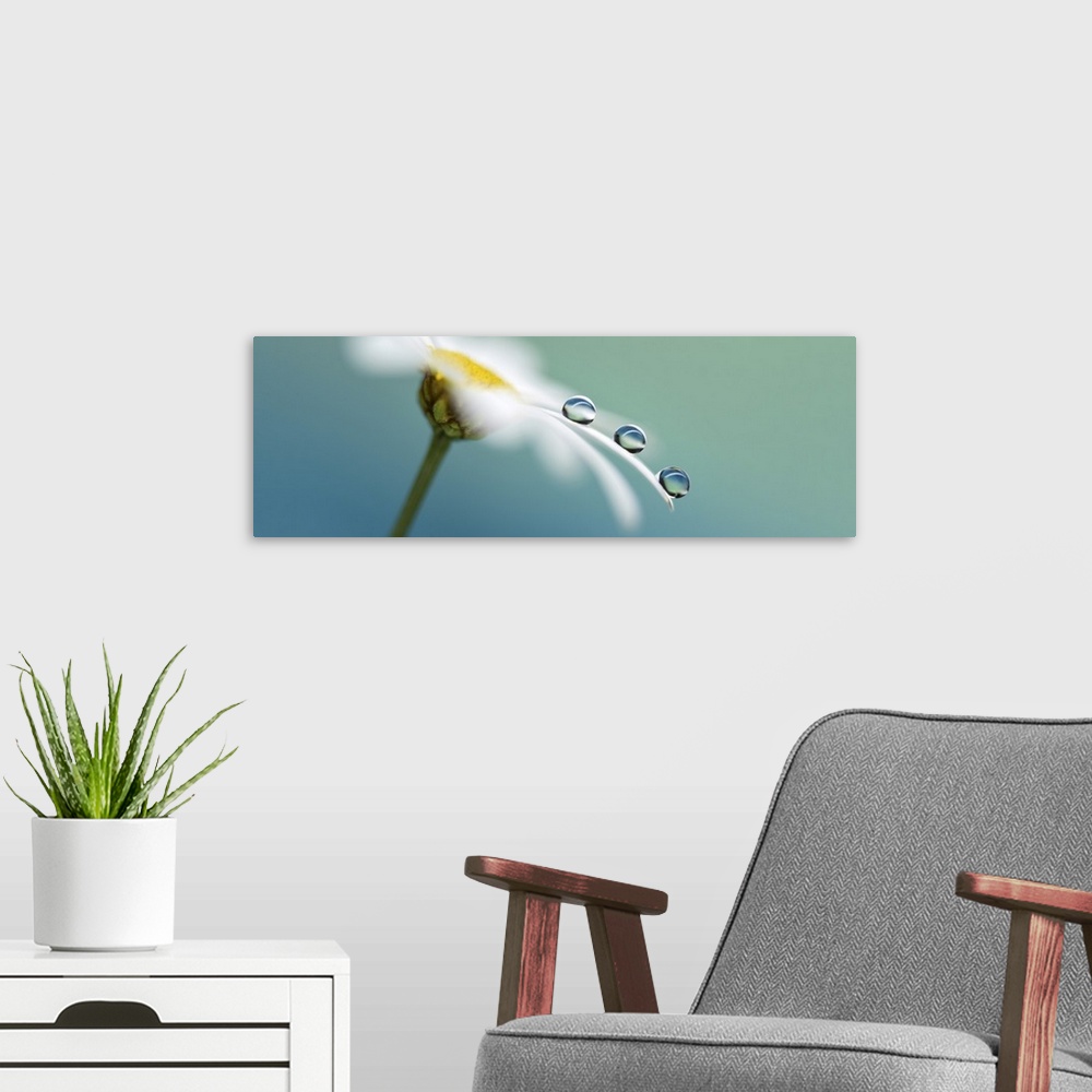 A modern room featuring Waterdrops on a petal.