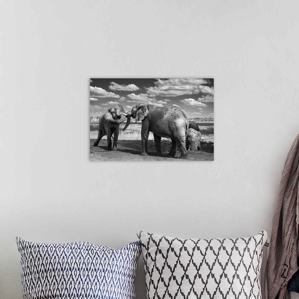 A bohemian room featuring Young male elephants testing their strength through play fighting in Botswana.