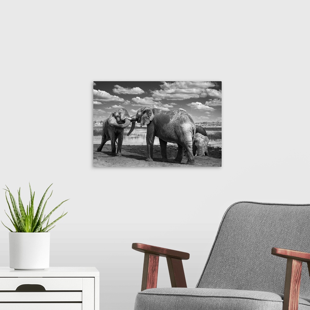 A modern room featuring Young male elephants testing their strength through play fighting in Botswana.