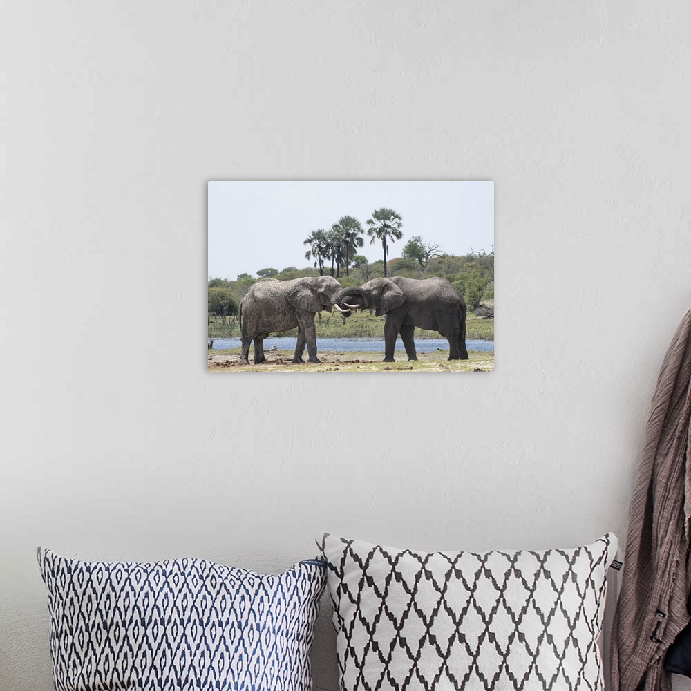A bohemian room featuring Elephants Greet one another at the Boteti River.