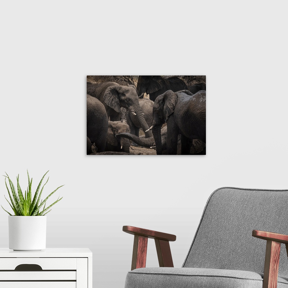 A modern room featuring Elephants enjoy a mudbath together in Botswana.