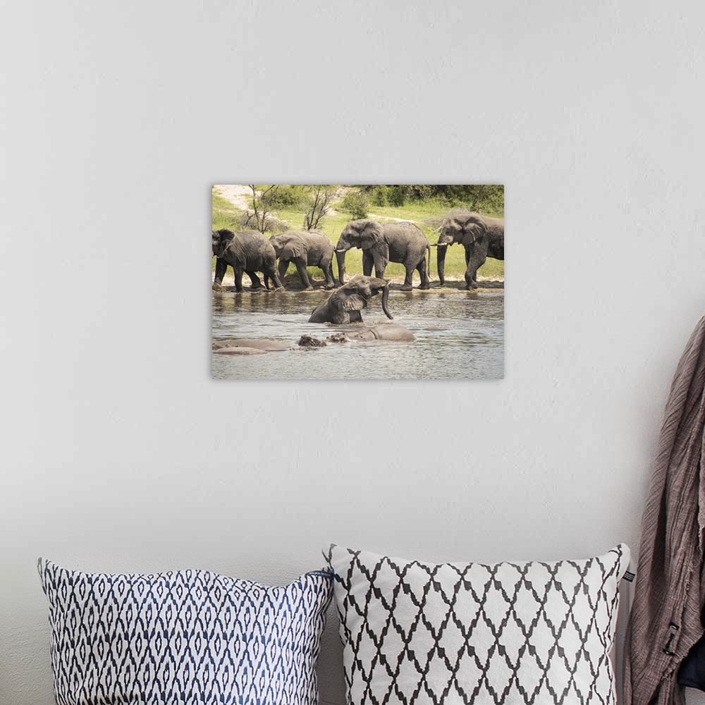 A bohemian room featuring Elephant splashes around with the hippos to keep cool.