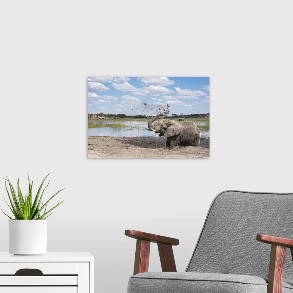 A modern room featuring Elephant joyfully throws mud in the air next to the Boteti River in Botswana.