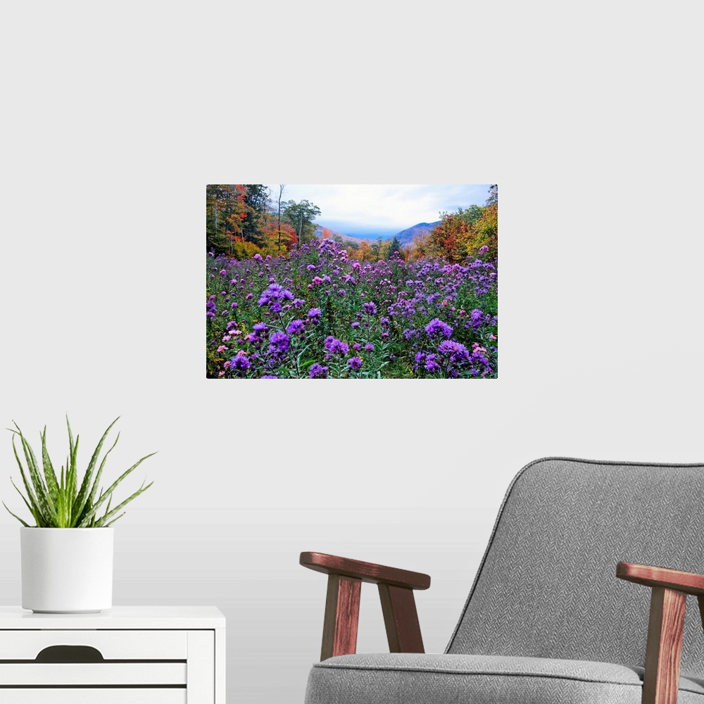 A modern room featuring A field of elysian are shown surrounded by a forest and mountain in the distance in fall in this ...