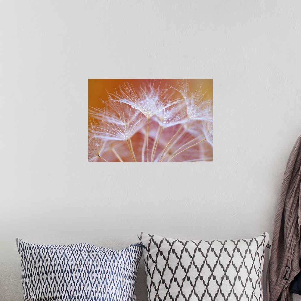 A bohemian room featuring An image of a dandelion taken in the studio with water droplets.