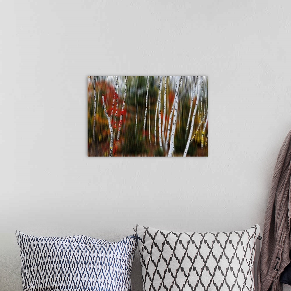 A bohemian room featuring Nature abstract with birch trees in blurry forest, Acadia national park, Maine.