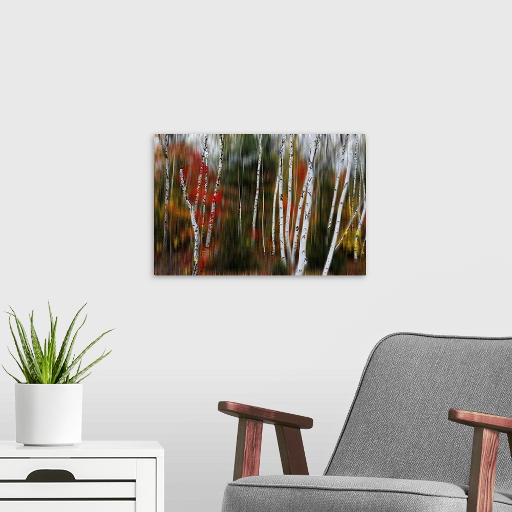A modern room featuring Nature abstract with birch trees in blurry forest, Acadia national park, Maine.