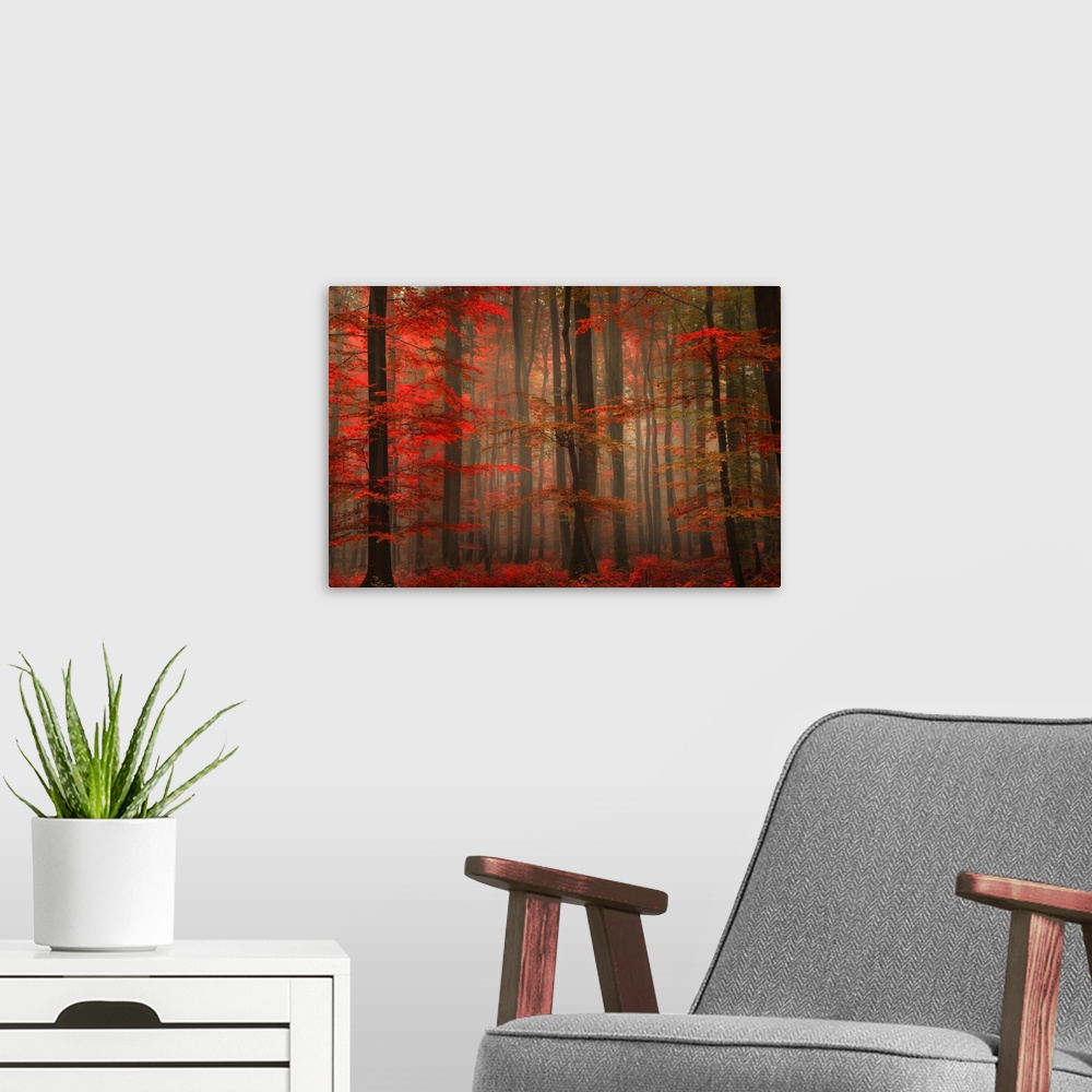 A modern room featuring A landscape photograph of a forest full of autumn leaves and misty fog.