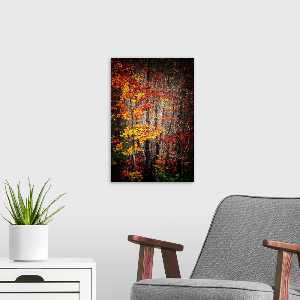 A modern room featuring Colorful leaves in autumn