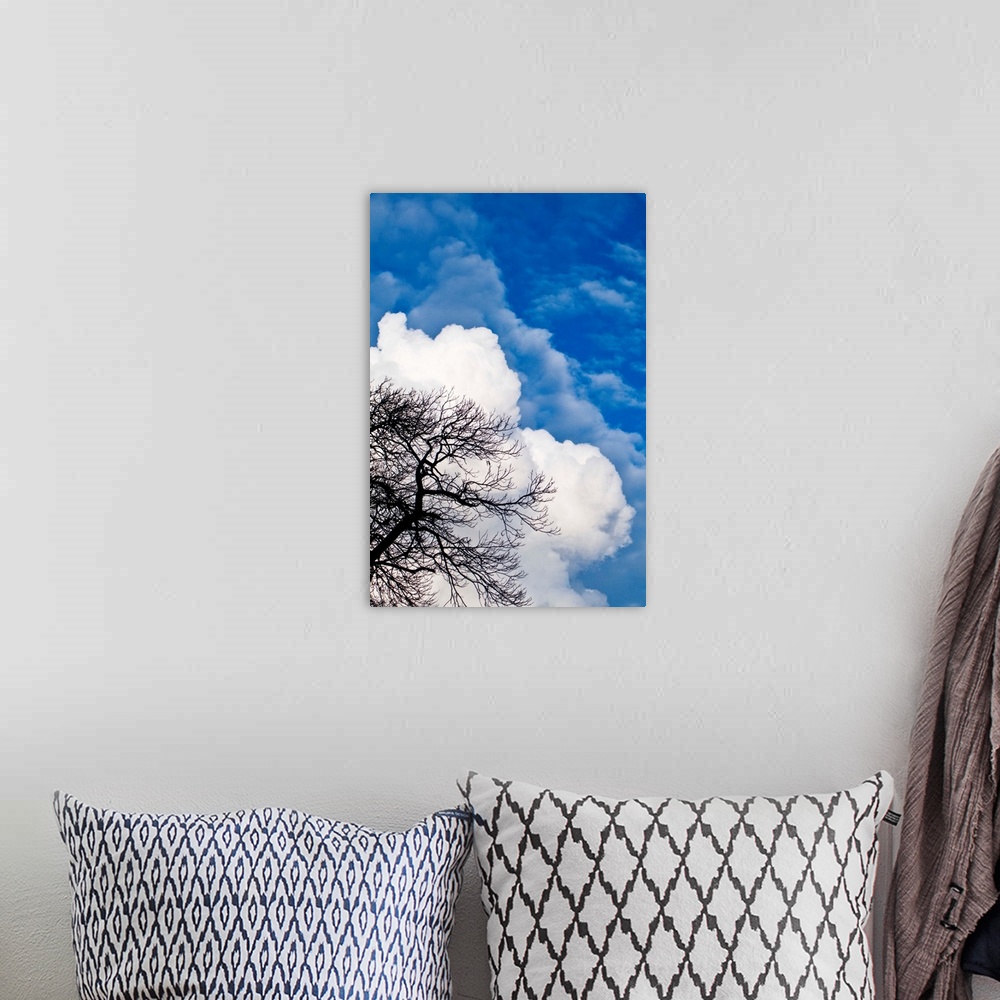 A bohemian room featuring Summer blue sky with fluffy white clouds and a leafless tree.