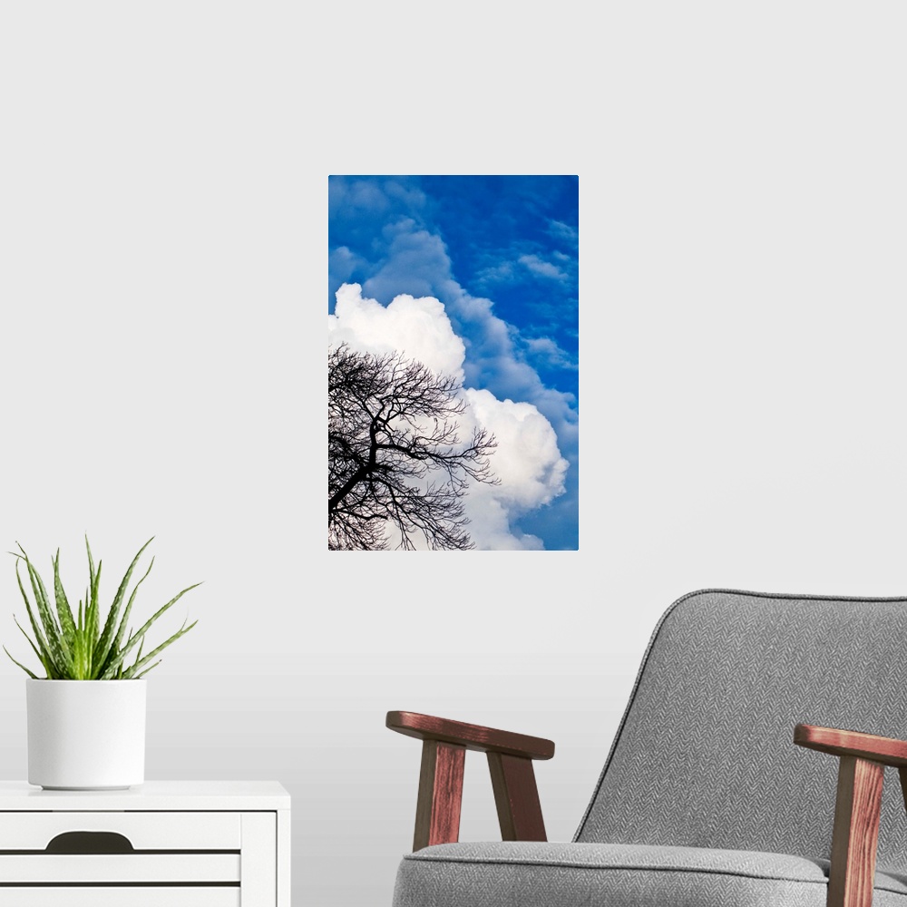 A modern room featuring Summer blue sky with fluffy white clouds and a leafless tree.