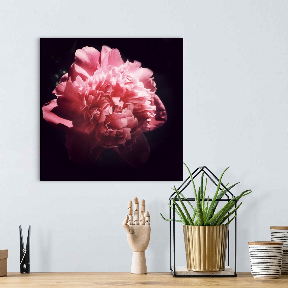A bohemian room featuring Peony close-up on a black background