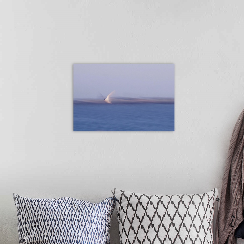 A bohemian room featuring Artistically blurred photo. A tern flying to the sea at the North Sea coast of North Jutland, Den...