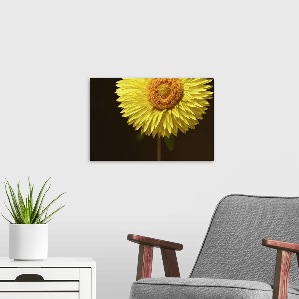 A modern room featuring Close-up of a dried flower.