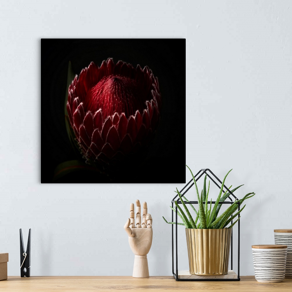 A bohemian room featuring Close Up View of a Red Protea Flower Head in Studio Light.