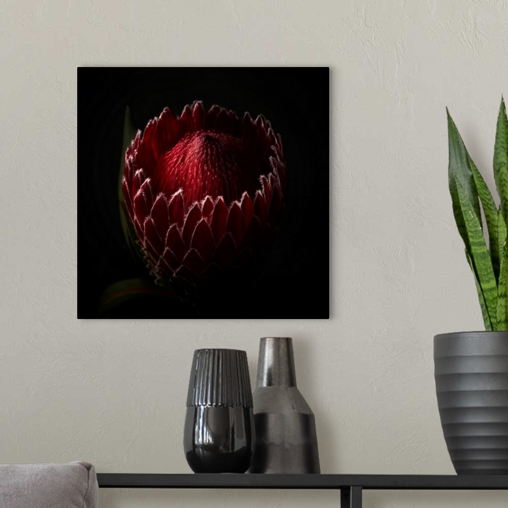 A modern room featuring Close Up View of a Red Protea Flower Head in Studio Light.