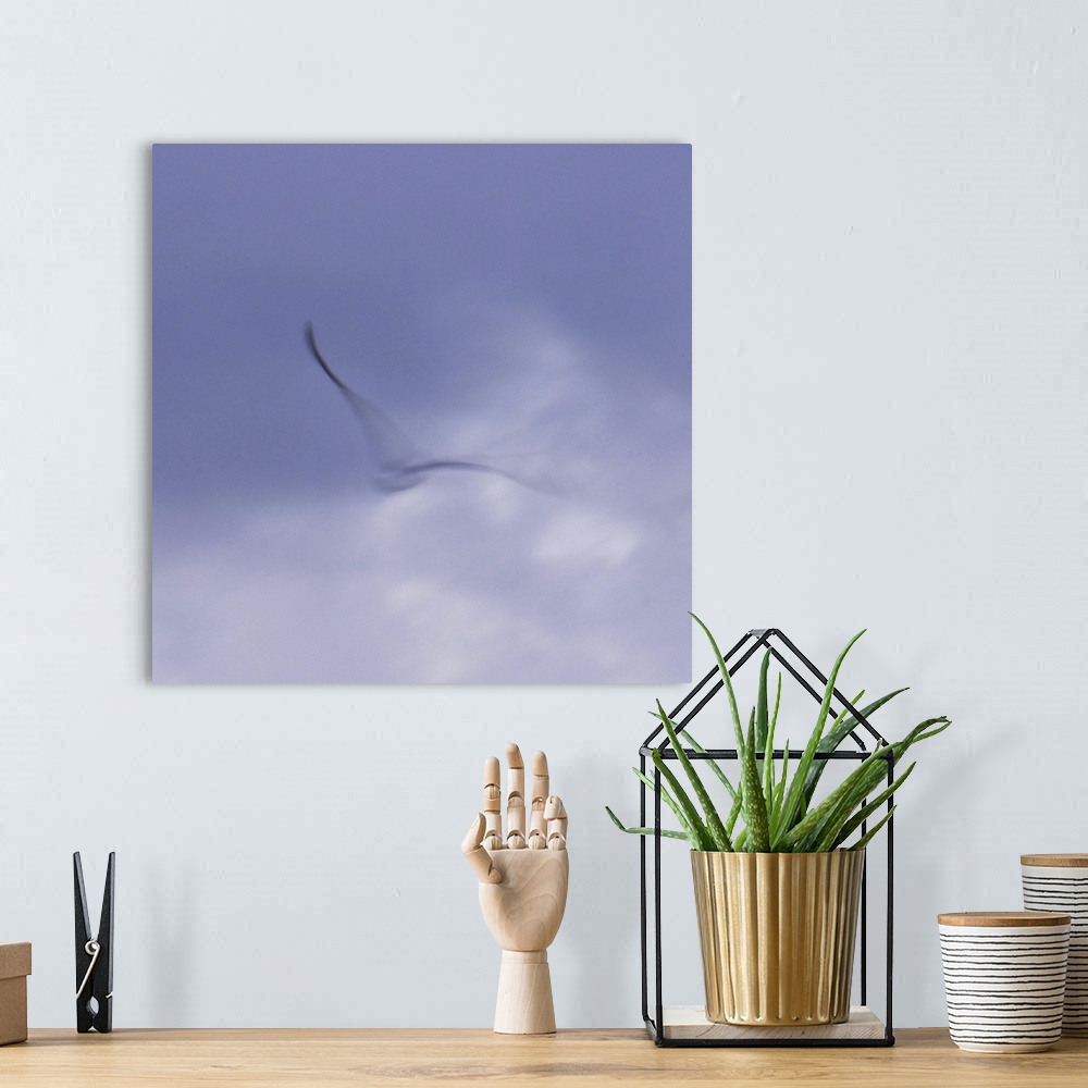 A bohemian room featuring Artistically blurred photo. A seagull rises to the sky.