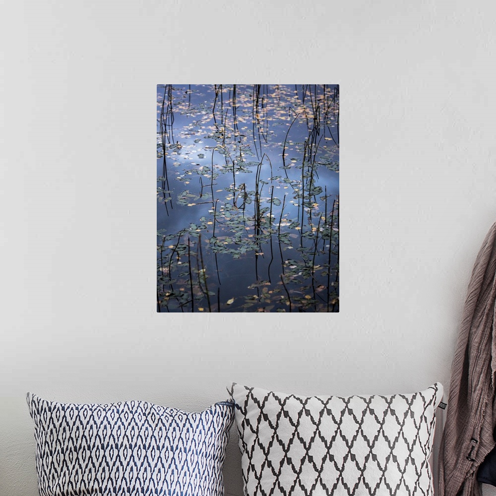 A bohemian room featuring Photograph of still water covered in fallen leaves and tall water grass.