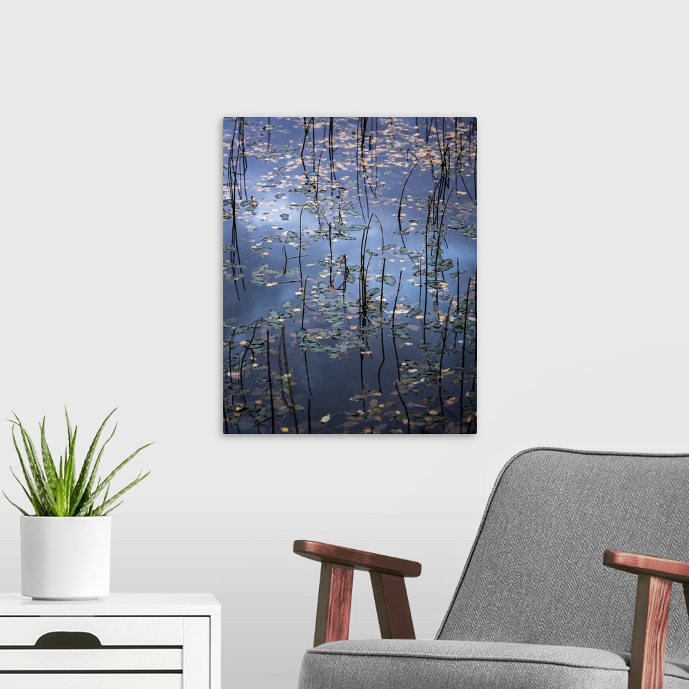 A modern room featuring Photograph of still water covered in fallen leaves and tall water grass.