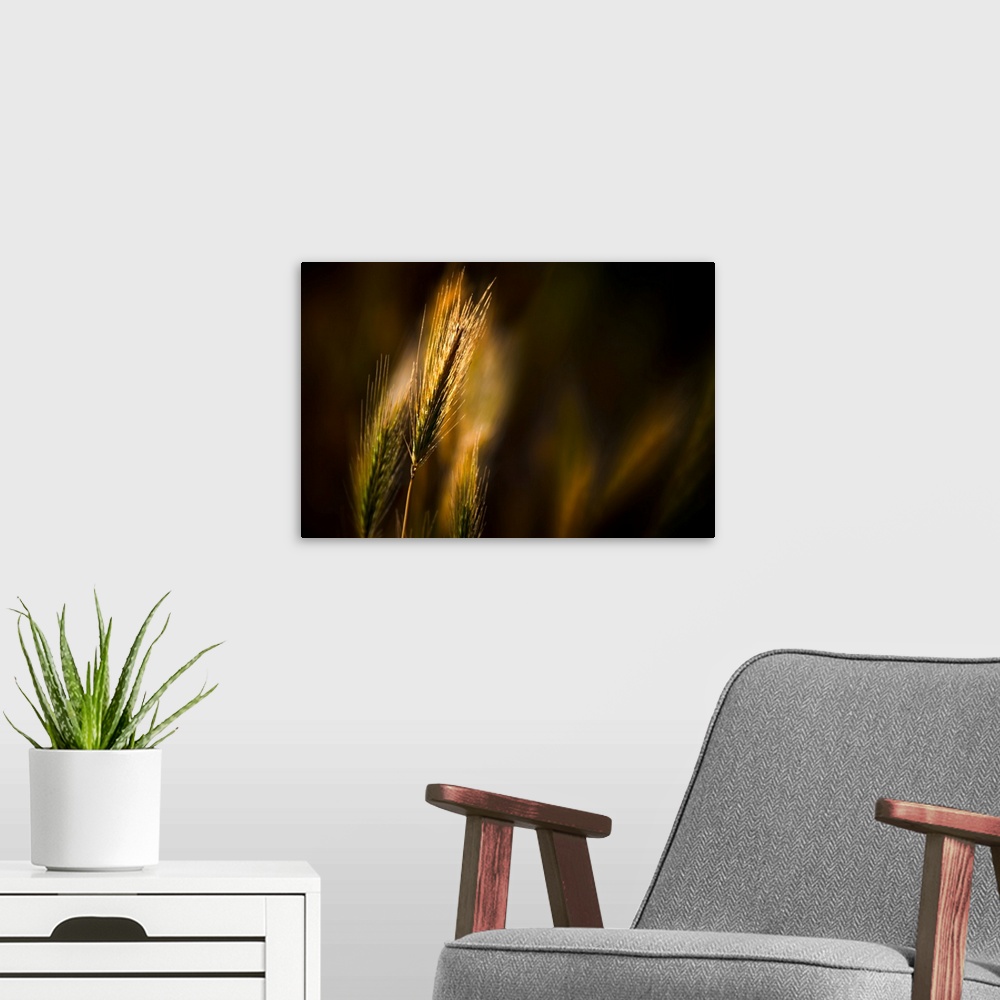 A modern room featuring Evening Grasses
