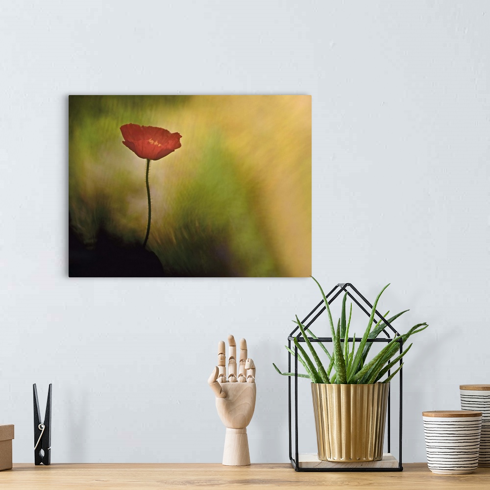 A bohemian room featuring A close-up photograph of a red flower against an abstract background.